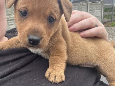 5 Adorable Jack Russell Puppies Looking for Their Forever Homes