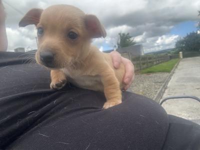 5 Adorable Jack Russell Puppies Looking for Their Forever Homes
