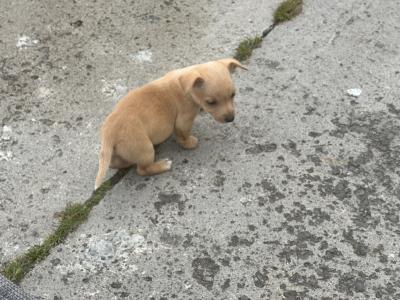 5 Adorable Jack Russell Puppies Looking for Their Forever Homes