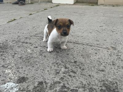 5 Adorable Jack Russell Puppies Looking for Their Forever Homes