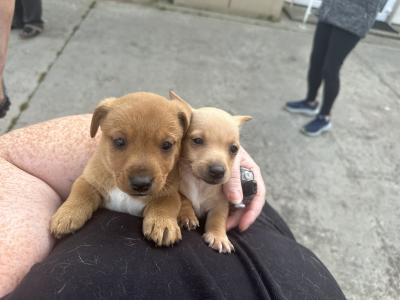 5 Adorable Jack Russell Puppies Looking for Their Forever Homes