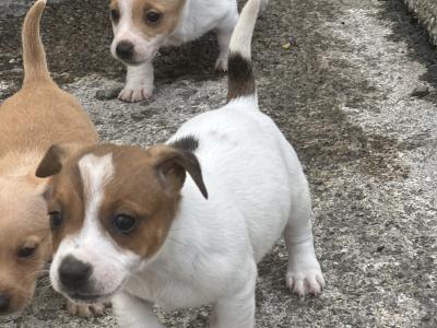 5 Adorable Jack Russell Puppies Looking for Their Forever Homes