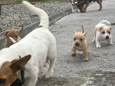 5 Adorable Jack Russell Puppies Looking for Their Forever Homes