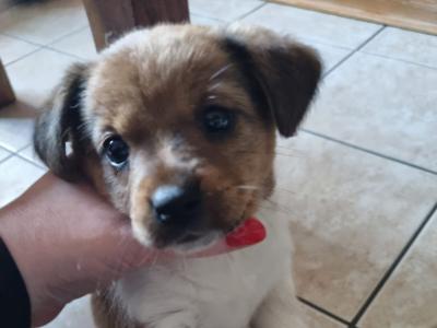 11 week old female Jack Russell puppy in Kerry