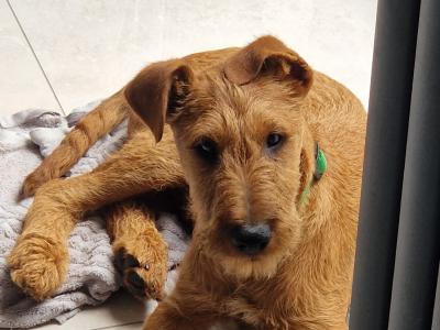 IKC Registered male Irish Terrier puppy - 15 weeks old in Kildare