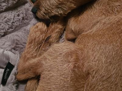 IKC Registered male Irish Terrier puppy - 15 weeks old in Kildare