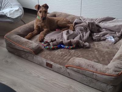 IKC Registered male Irish Terrier puppy - 15 weeks old in Kildare