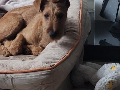 IKC Registered male Irish Terrier puppy - 15 weeks old in Kildare