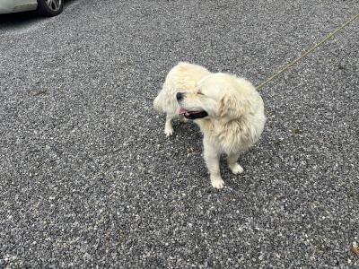 Golden Retriever 2 year old IKC registered