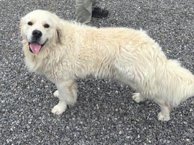 Golden Retriever 2 year old IKC registered