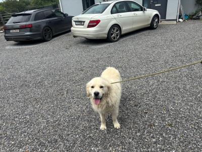 Golden Retriever 2 year old IKC registered