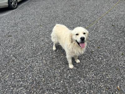 Golden Retriever 2 year old IKC registered
