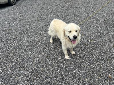 Golden Retriever 2 year old IKC registered