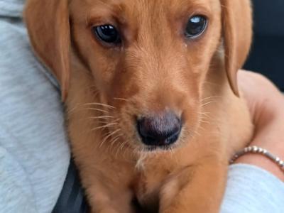 Pure bred, (non-working) Pet Fox Red Lab for stud