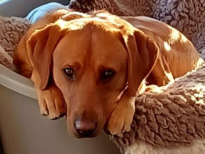 Pure bred, (non-working) Pet Fox Red Lab for stud