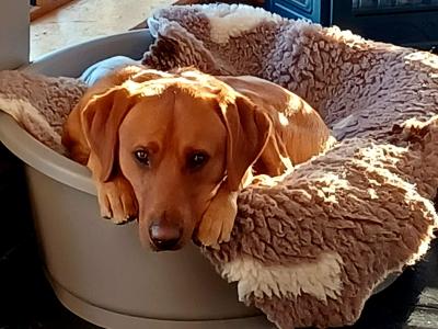 Pure bred, (non-working) Pet Fox Red Lab for stud