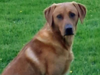 Pure bred, (non-working) Pet Fox Red Lab for stud