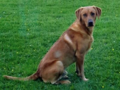 Pure bred, (non-working) Pet Fox Red Lab for stud