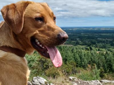 Pure bred, (non-working) Pet Fox Red Lab for stud