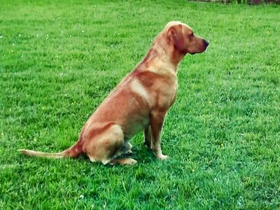 Pure bred, (non-working) Pet Fox Red Lab for stud