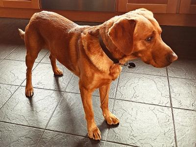 Pure bred, (non-working) Pet Fox Red Lab for stud