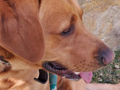 Pure bred, (non-working) Pet Fox Red Lab for stud