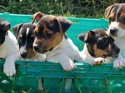 Jack Russell puppies