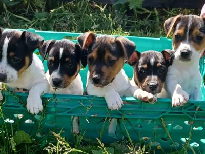 Jack Russell puppies