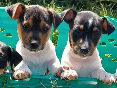 Jack Russell puppies in Leitrim