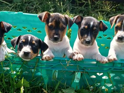Jack Russell puppies