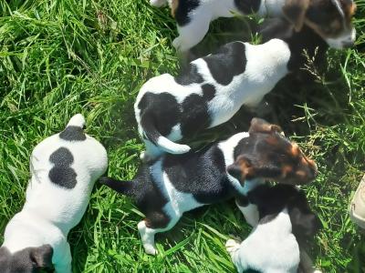 Jack Russell puppies
