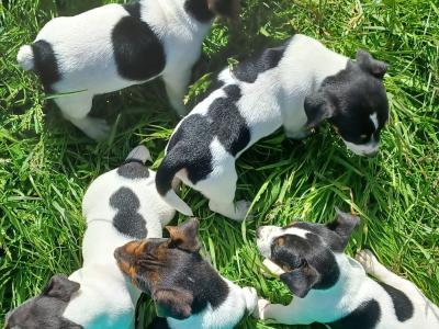 Jack Russell puppies