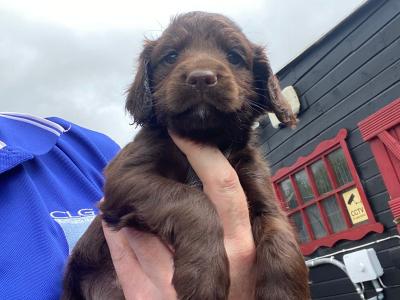 Quality Cockers Spaniels