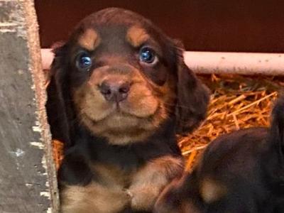 Quality Cocker Spaniel puppies in Offaly