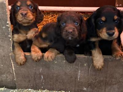 Quality Cockers Spaniels