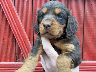 Quality Cockers Spaniels
