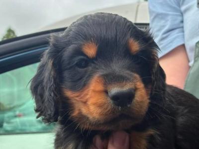 Fabulous Cocker Spaniel Black &Tan puppy in Offaly