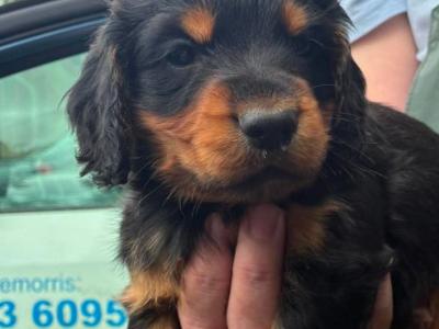 Quality Cockers Spaniels