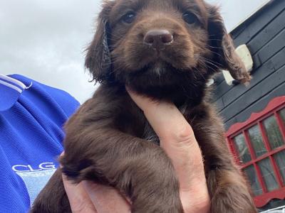 Quality Cockers Spaniels
