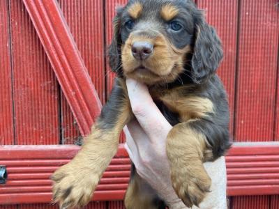 Quality Cockers Spaniels