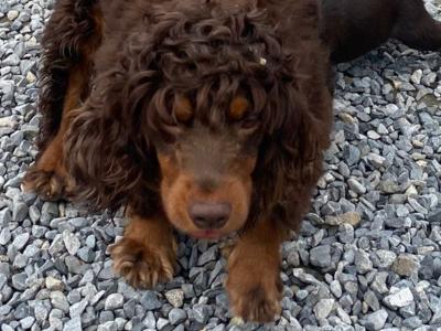Quality Cockers Spaniels