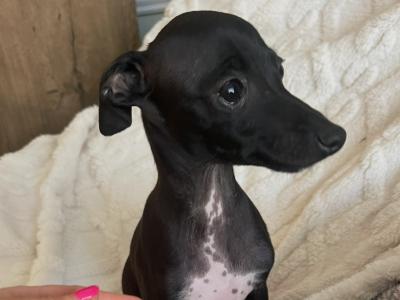 Male Italian Greyhound
