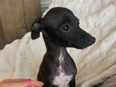 IKC Registered (pending) male Italian Greyhound puppy in Galway