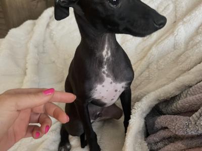 Male Italian Greyhound