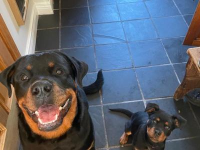 J.J the friendly Rottweiler
