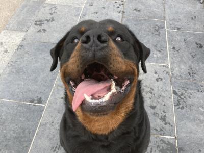 J.J the friendly Rottweiler