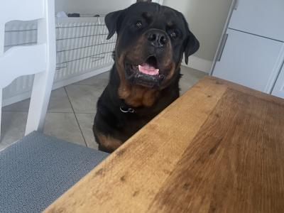 J.J the friendly Rottweiler