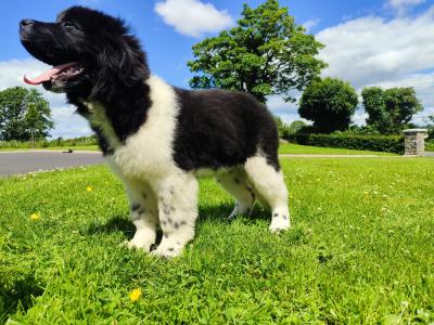 Beautiful Landseer Newfoundland Female Puppy