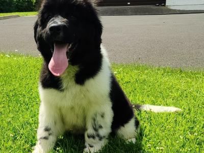 Beautiful Landseer Newfoundland Female Puppy