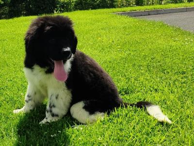 Beautiful Landseer Newfoundland Female Puppy